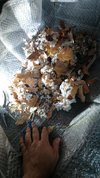 IMG-20210514-WA0051.jpeg