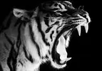 original.webp